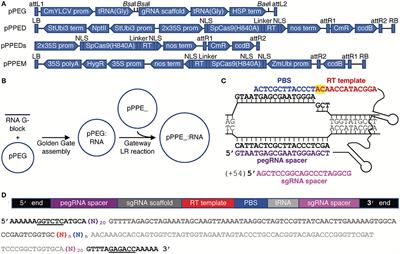 Spelling Changes and Fluorescent Tagging With Prime Editing Vectors for Plants